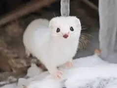 忺ォ倨龁7鼬W烜{冚]0v輥?M囩EZ蕵?5s呺便?杁津薉鸪??39?GV硱祩迶蹤P$@0麥弸&?的简单介绍